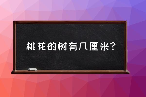 桃花树怎么养才能养活 桃花的树有几厘米？