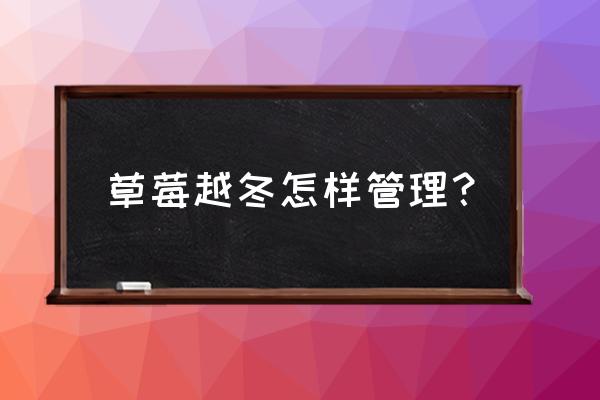 家庭盆栽草莓冬天怎样管理 草莓越冬怎样管理？