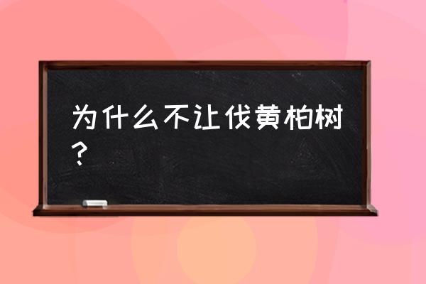 黄柏适合什么地方种植 为什么不让伐黄柏树？