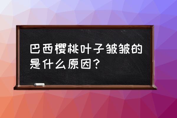 樱桃树枯叶是怎么回事 巴西樱桃叶子皱皱的是什么原因？