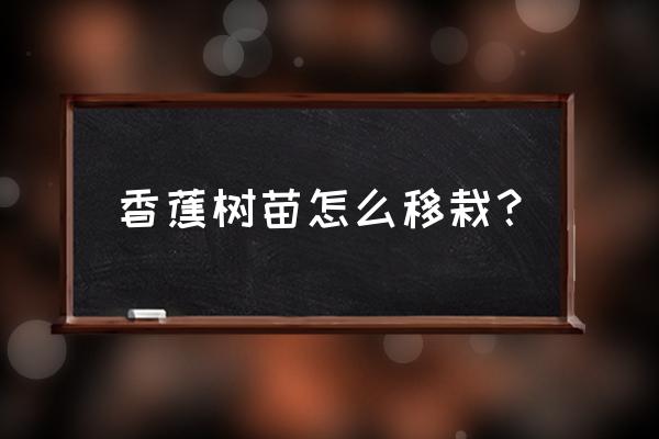 生长的香蕉苗需要补充什么肥料 香蕉树苗怎么移栽？