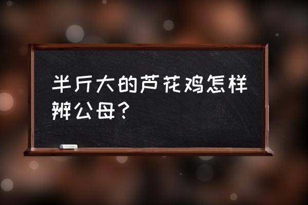 雏鸡分辨公母最快方法 半斤大的芦花鸡怎样辨公母？