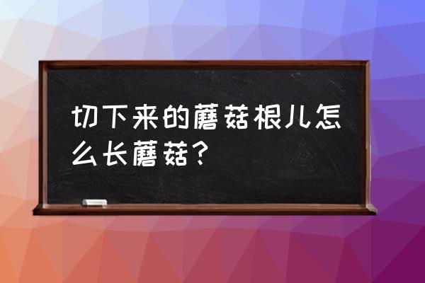 蘑菇菌种自己能制吗怎样制 切下来的蘑菇根儿怎么长蘑菇?