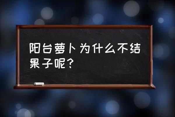 盆栽萝卜的方法和步骤 阳台萝卜为什么不结果子呢？