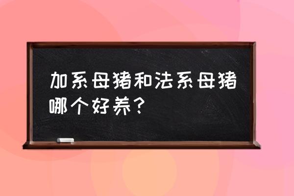 母猪和公猪哪种最好养 加系母猪和法系母猪哪个好养？