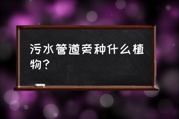 银杏树小叶病的防治方法 污水管道旁种什么植物？