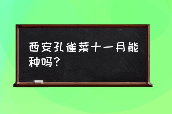 孔雀草一年四季都能开花吗 西安孔雀菜十一月能种吗？