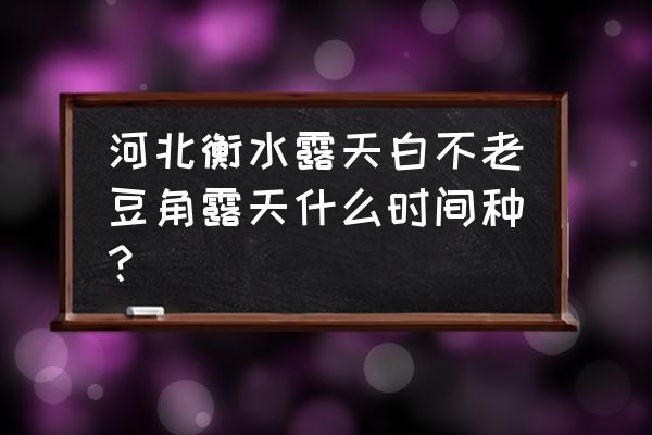 白不老豆角的腌制方法 河北衡水露天白不老豆角露天什么时间种？