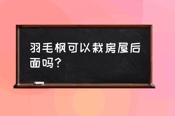 日本红枫树苗可以在室内种植吗 羽毛枫可以栽房屋后面吗？