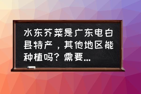 什么地区的芥菜产量多 水东芥菜是广东电白县特产，其他地区能种植吗？需要注意什么？