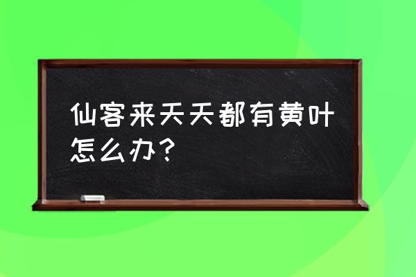 花生黄叶的原因及防治方法 仙客来天天都有黄叶怎么办？