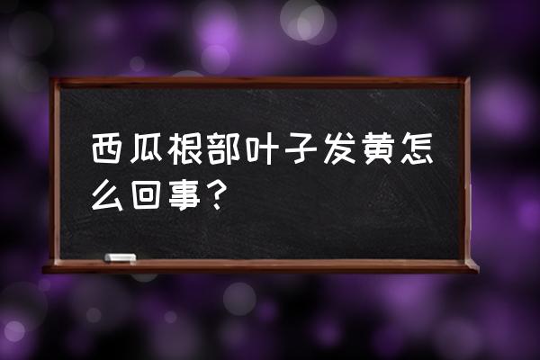 西瓜黄叶病怎么处理 西瓜根部叶子发黄怎么回事？