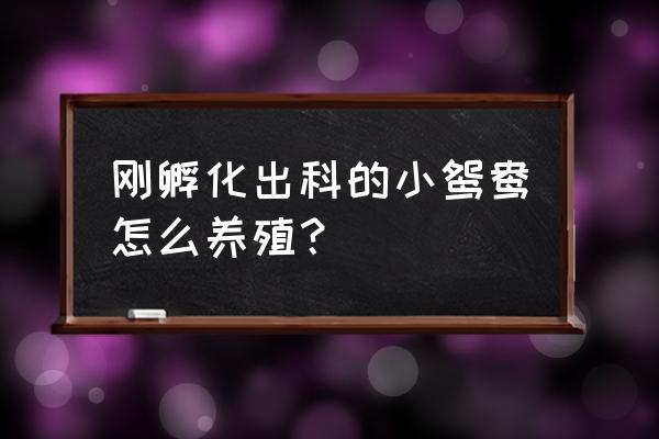 养雏鸭的最佳方法 刚孵化出科的小鸳鸯怎么养殖？