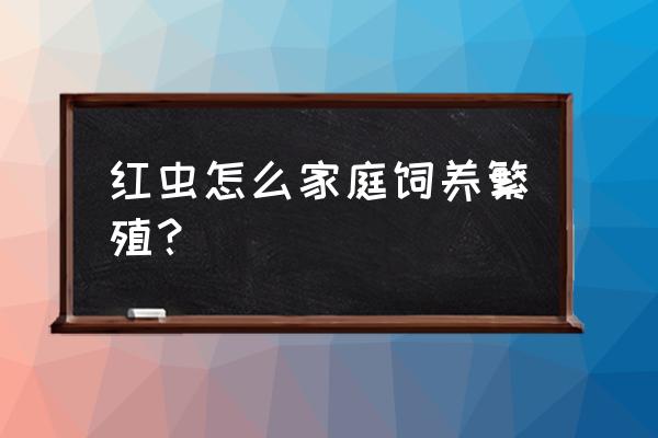 红虫怎么养最简单 红虫怎么家庭饲养繁殖？