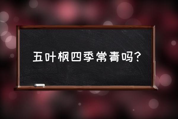 枫树是四季常青的树吗 五叶枫四季常青吗？