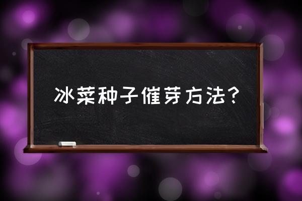 冰菜种子多少钱一斤 冰菜种子催芽方法？