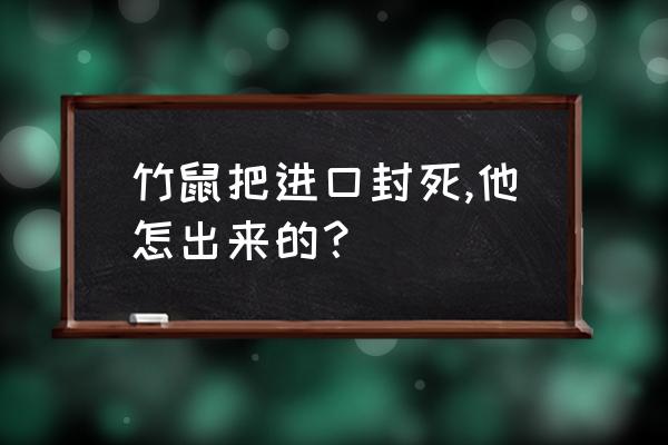 用什么方法能把竹鼠从洞里逼出来 竹鼠把进口封死,他怎出来的？