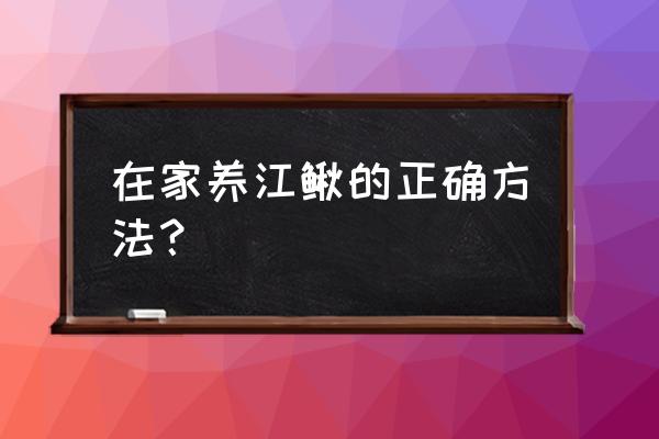 泥鳅养殖技术和繁殖方法 在家养江鳅的正确方法？