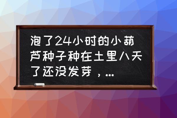 葫芦籽放时间长了还发芽吗 泡了24小时的小葫芦种子种在土里八天了还没发芽，挖开一棵看了看种子和以前一样，怎没回事？