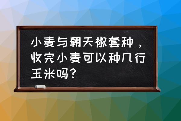 我的世界怎样才能种小麦 小麦与朝天椒套种，收完小麦可以种几行玉米吗？