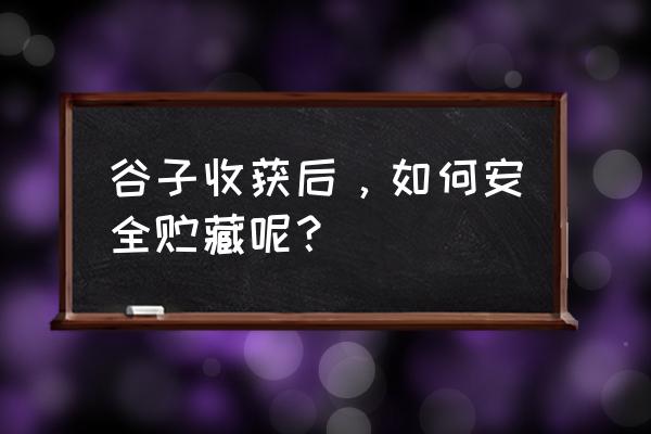 沙石镇时光种子哪里买 谷子收获后，如何安全贮藏呢？