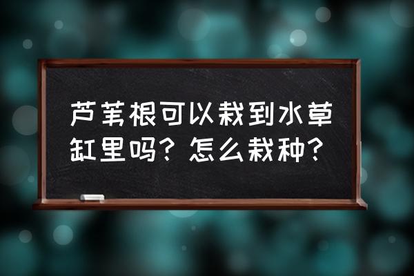 芦苇根煮水喝治什么病 芦苇根可以栽到水草缸里吗？怎么栽种？