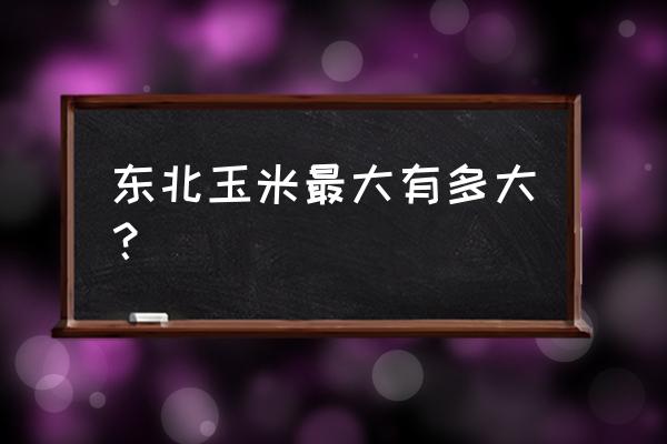 玉米主要集中在东北的哪个平原 东北玉米最大有多大？