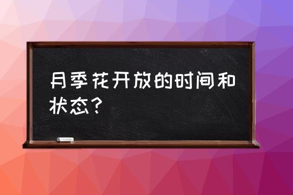 月季花在一天中什么时间开放 月季花开放的时间和状态？