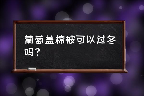 葡萄石为什么佩戴后棉絮越来越多 葡萄盖棉被可以过冬吗？