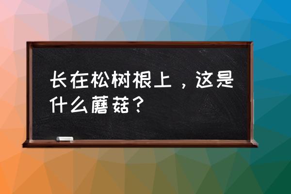 松树菌一般长在山的什么地方 长在松树根上，这是什么蘑菇？