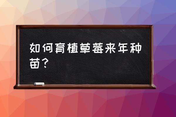 促进组培苗生根方法 如何育植草莓来年种苗？