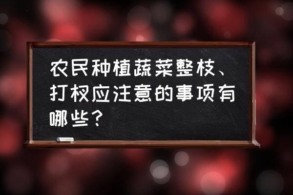 设施蔬菜管理的四个方法 农民种植蔬菜整枝、打杈应注意的事项有哪些？