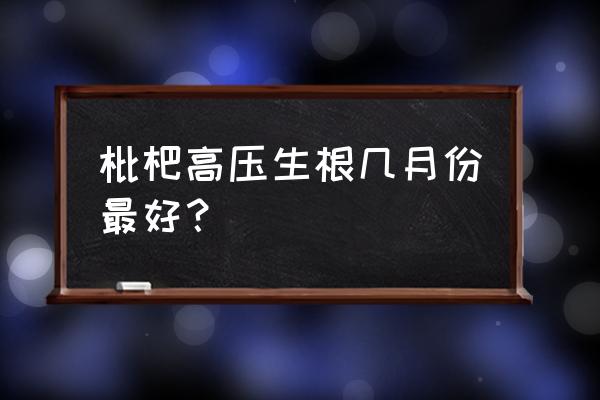 大枇杷树几月份移栽最好 枇杷高压生根几月份最好？