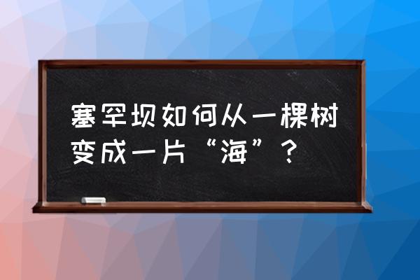 三年级塞罕坝怎样画 塞罕坝如何从一棵树变成一片“海”？