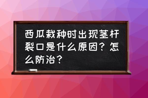 西瓜定植后脖处萎蔫了是什么原因 西瓜栽种时出现茎杆裂口是什么原因？怎么防治？