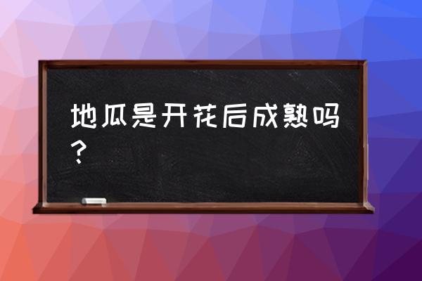 红薯开花馒头的正确做法 地瓜是开花后成熟吗？