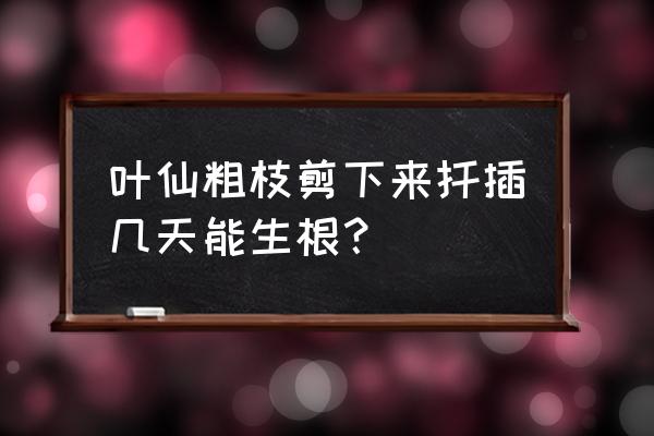 龙柏怎么繁殖最快 叶仙粗枝剪下来扦插几天能生根？