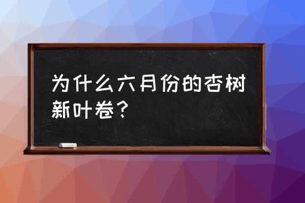 打什么药治杏树卷叶病 为什么六月份的杏树新叶卷？