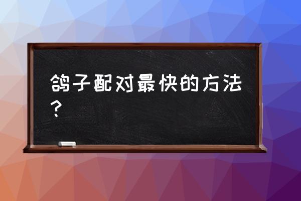 鸽子配对最快的方法 鸽子配对最快的方法？