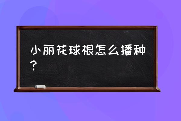 小丽花怎么生根 小丽花球根怎么播种？