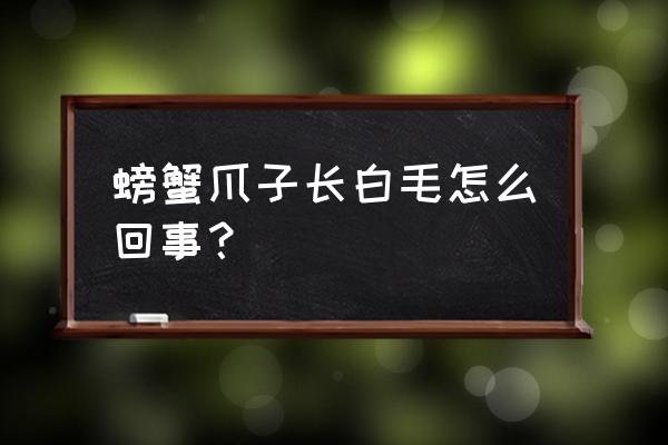 生石灰能杀鱼水霉病吗 螃蟹爪子长白毛怎么回事？