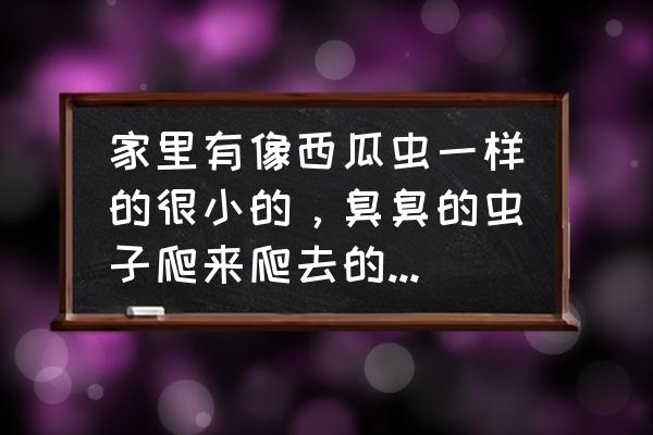 消灭西瓜虫的最好方法 家里有像西瓜虫一样的很小的，臭臭的虫子爬来爬去的，是什么虫子？有图片，咬人吗？要怎么处理？