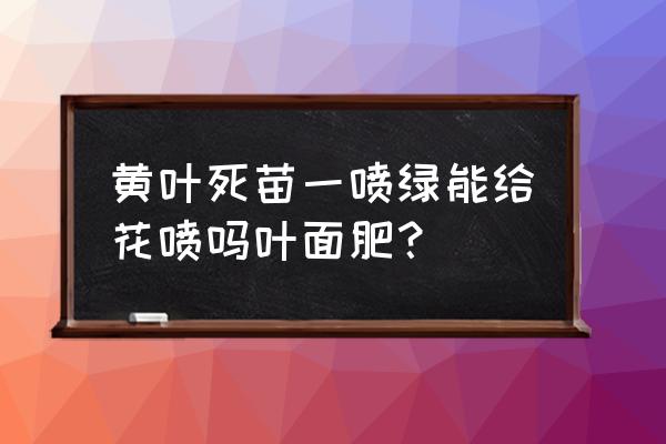 黄瓜施肥后怎样防止死苗 黄叶死苗一喷绿能给花喷吗叶面肥？