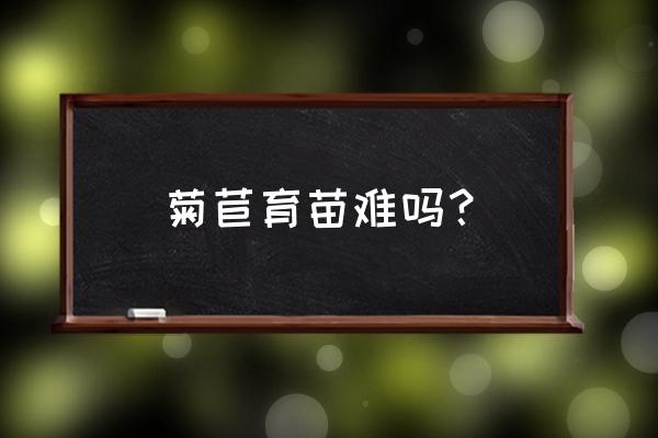 菊苣菜种子播种方法 菊苣育苗难吗？