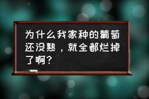 葡萄转色期软串掉粒原因 为什么我家种的葡萄还没熟，就全都烂掉了啊？