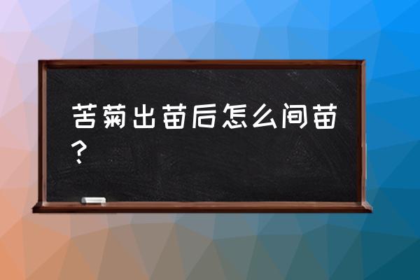 苦菊的种植时间及技术要点 苦菊出苗后怎么间苗？