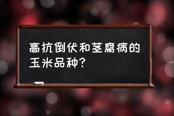 玉米茎腐病吃什么药好得快 高抗倒伏和茎腐病的玉米品种？