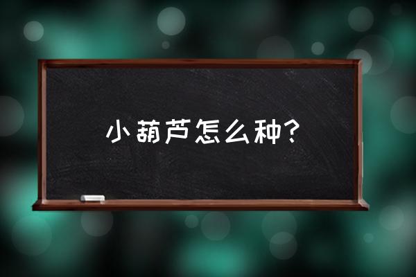 种胡芦的小技巧 小葫芦怎么种？