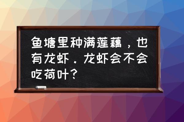 小龙虾加藕煮怎么做 鱼塘里种满莲藕，也有龙虾。龙虾会不会吃荷叶？