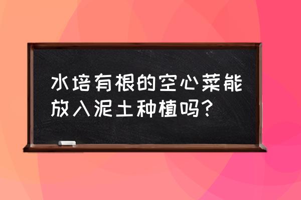 空心菜扦插的最佳方法 水培有根的空心菜能放入泥土种植吗？